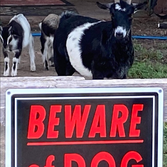 Meet your Posher, Sherry - Picture 10 of 17